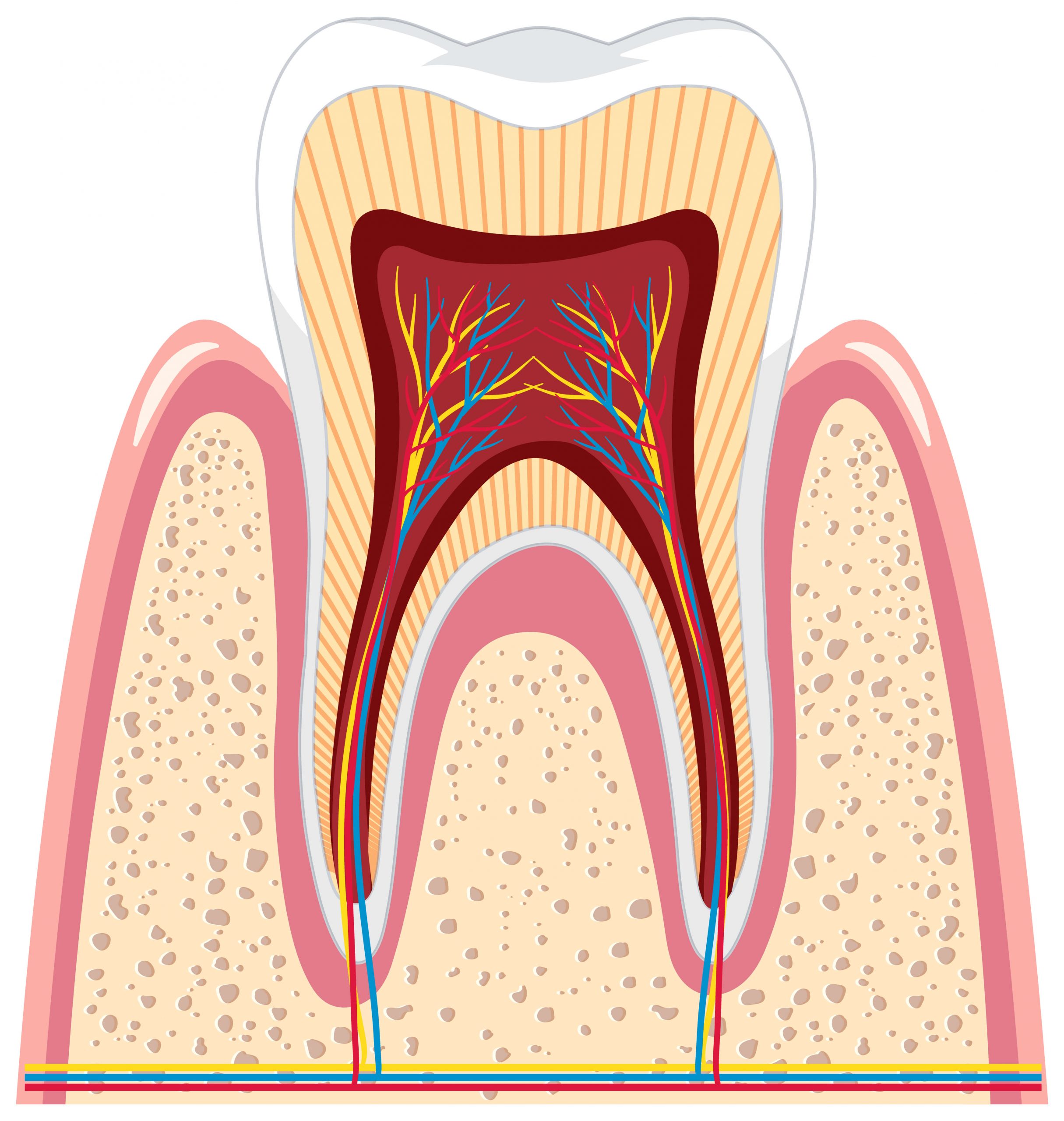 https://dental.harbors.in/wp-content/uploads/2023/07/3-root-canal-scaled.jpg